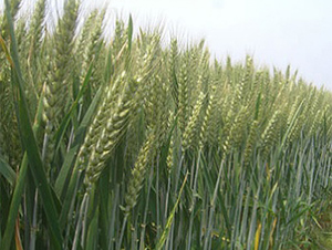 ����1̖-С���N��-����N�I(y��)