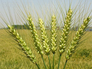 ����13-С���N��-����N�I(y��)