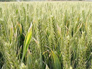 ����33-С���N��-����N�I(y��)