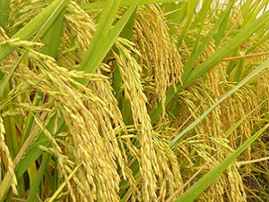 ��(n��i)2��(y��u)6̖-ˮ���N��-����N�I(y��)