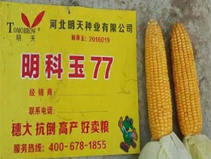 ������77-���׷N��-����N�I(y��)