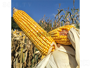 ���r(n��ng)��008-���׷N��-���r(n��ng)�N�I(y��)