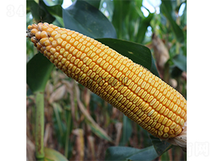 ����18-���׷N��-���r(n��ng)�N�I(y��)