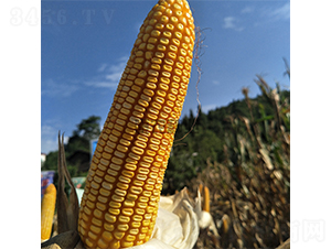 ���r(n��ng)2̖-���׷N��-���r(n��ng)�N�I(y��)