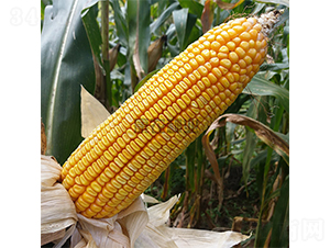 ���r(n��ng)20-���׷N��-���r(n��ng)�N�I(y��)