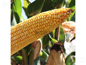 ���r(n��ng)808-���׷N��-���r(n��ng)�N�I(y��)