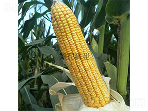 ���r(n��ng)��868-���׷N��-���r(n��ng)�N�I(y��)