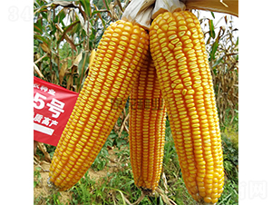 ���r(n��ng)5̖-���׷N��-���r(n��ng)�N�I(y��)