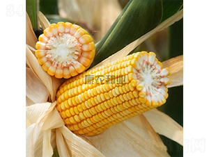 ���r(n��ng)��999-���׷N��-���r(n��ng)�N�I(y��)