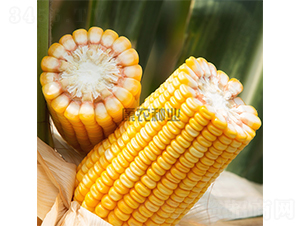 ���r(n��ng)��901-���׷N��-���r(n��ng)�N�I(y��)