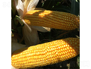 ����909-���׷N��-���r(n��ng)�N�I(y��)