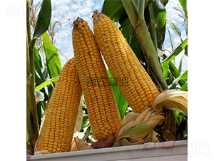 �߿�1̖-���׷N��-���r(n��ng)�N�I(y��)