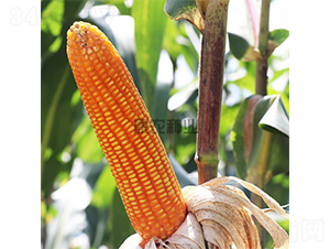 �S�r(n��ng)88-���׷N��-���r(n��ng)�N�I(y��)