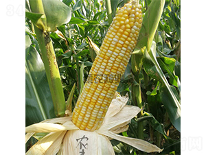 �r(n��ng)�S��1̖-���׷N��-���r(n��ng)�N�I(y��)