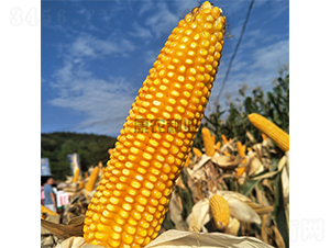 �߿�666-���׷N��-���r(n��ng)�N�I(y��)