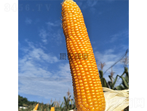 ���r(n��ng)��9̖-���׷N��-���r(n��ng)�N�I(y��)