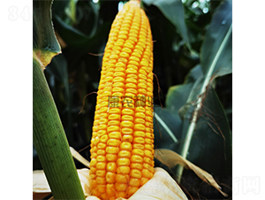 ����555-���׷N��-���r(n��ng)�N�I(y��)