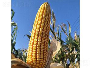 �й�333-���׷N��-���r(n��ng)�N�I(y��)