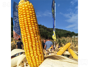 ����333-���׷N��-���r(n��ng)�N�I(y��)