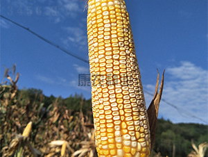 �y��666-���׷N��-���r(n��ng)�N�I(y��)