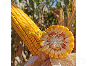 ���568-���׷N��-���r(n��ng)�N�I(y��)