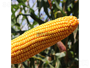 ���r(n��ng)��598-���׷N��-���r(n��ng)�N�I(y��)