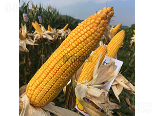 ����351-���׷N��-���r(n��ng)�N�I(y��)