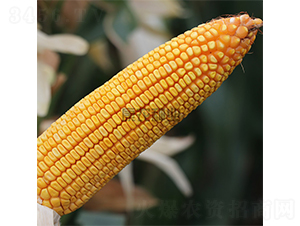 �߿�183-���׷N��-���r(n��ng)�N�I(y��)