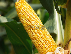 �L��4̖-���׷N��-���r(n��ng)�N�I(y��)