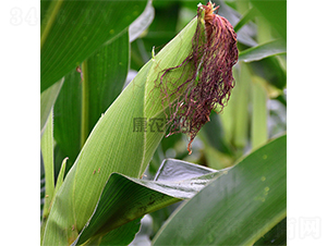 ���r(n��ng)��889-���׷N��-���r(n��ng)�N�I(y��)