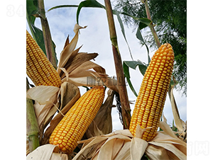 �̿�806-���׷N��-���r(n��ng)�N�I(y��)