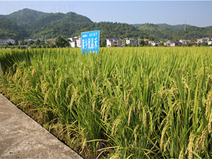 ̩�l(xi��ng)��(y��u)����-ˮ���N��-���ķN�I(y��)