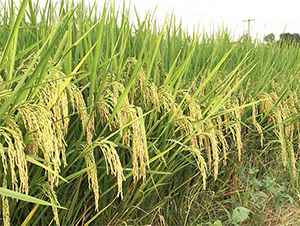 �샞(y��u)��ռ-ˮ���N��-���ķN�I(y��)