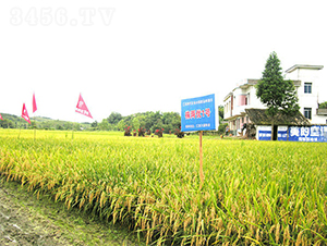 ��Ƀ�(y��u)1̖(h��o)-ˮ���N��-���ķN�I(y��)