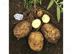 ϣɭ5̖-�����N��-ϣɭ