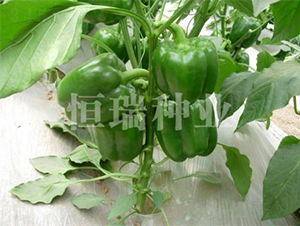 �t�ķ�-�����N��-����N�I(y��)