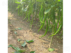 ���L(zh��ng)��̖(h��o)-�����N��-����N�I(y��)