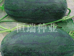 ���������-���ϷN��-����N�I(y��)