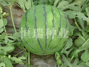 ����̖-���ϷN��-����N�I(y��)