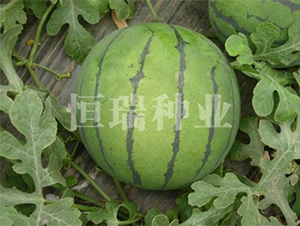 �P��-���ϷN��-����N�I(y��)