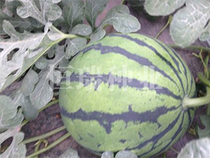 ������-���ϷN��-����N�I(y��)