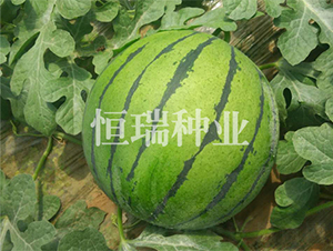 ����-���ϷN��-����N�I(y��)