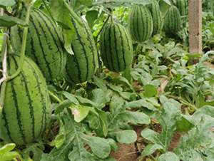 ��Ȫ2k-���ϷN��-����N�I(y��)