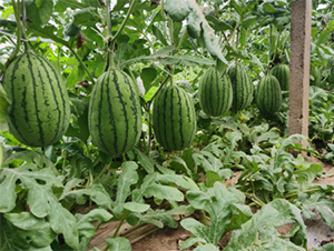 ��Ȫ4k-���ϷN��-����N�I(y��)