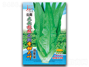 ������~-�����˷N��-�}�ʷN�I(y��)