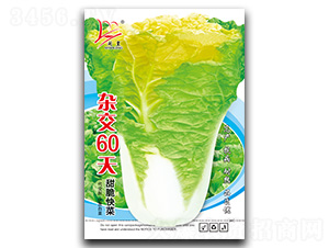 �s��60��-��˷N��-�}�ʷN�I(y��)