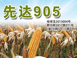 ���_(d��)905-���׷N��-�����N�I(y��)