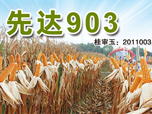 ���_(d��)903-���׷N��-�����N�I(y��)