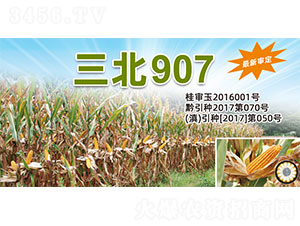 ����907-���׷N��-�����N�I(y��)