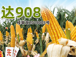 ���_(d��)908-���׷N��-�����N�I(y��)